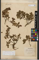 Foto von Salix waldsteiniana Willd.
